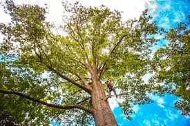 Best Stump Grinding and Removal  in Shepherdsville, KY