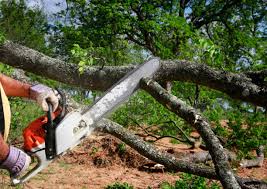 Best Storm Damage Tree Cleanup  in Shepherdsville, KY