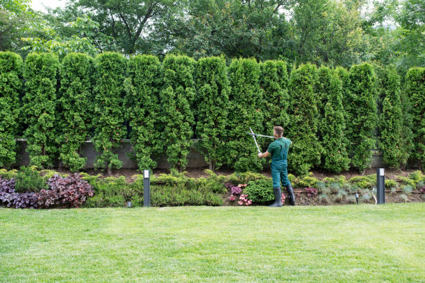 How Our Tree Care Process Works  in  Shepherdsville, KY