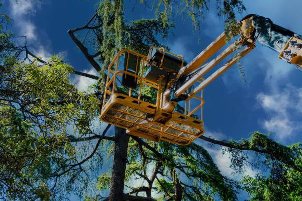 How Our Tree Care Process Works  in  Shepherdsville, KY