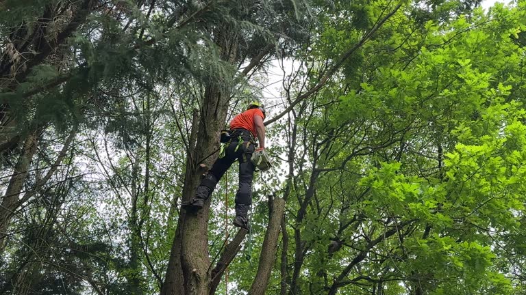 Best Weed Control  in Shepherdsville, KY