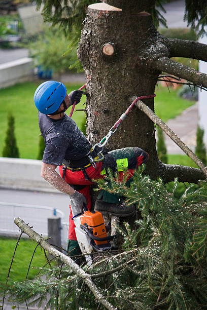 Best Firewood Processing and Delivery  in Shepherdsville, KY